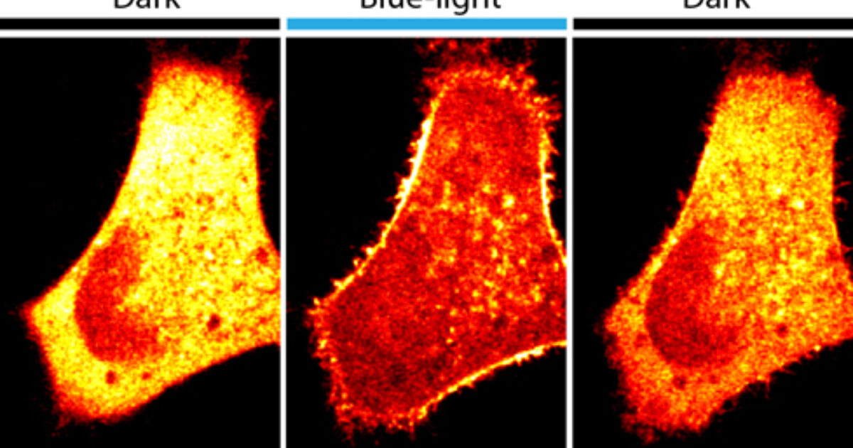 a-flash-of-light-changes-cell-activity-and-kavli-foundation